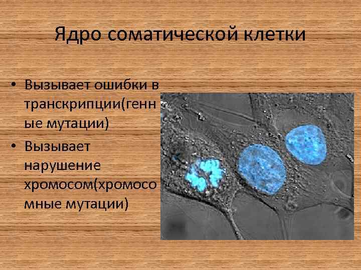 Ядро соматической клетки • Вызывает ошибки в транскрипции(генн ые мутации) • Вызывает нарушение хромосом(хромосо