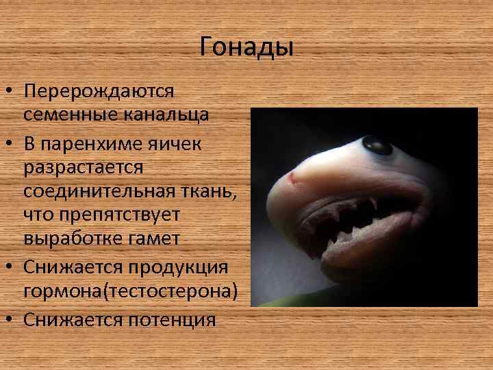 Гонады • Перерождаются семенные канальца • В паренхиме яичек разрастается соединительная ткань, что препятствует