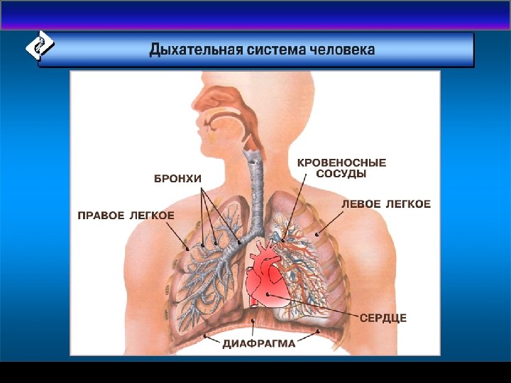 Кабинет «БОС-Здоровье» 