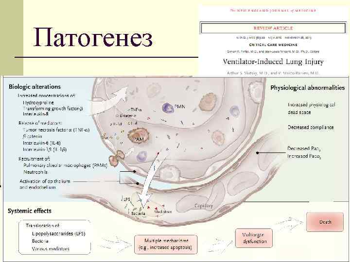 Патогенез 16 