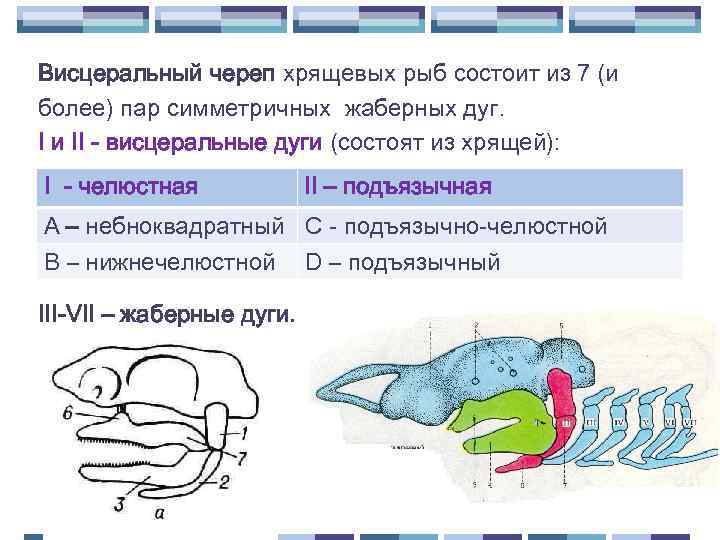 Схема строения черепа костистой рыбы