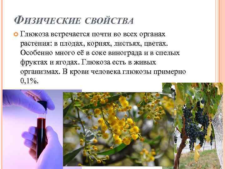 ФИЗИЧЕСКИЕ СВОЙСТВА Глюкоза встречается почти во всех органах растения: в плодах, корнях, листьях, цветах.