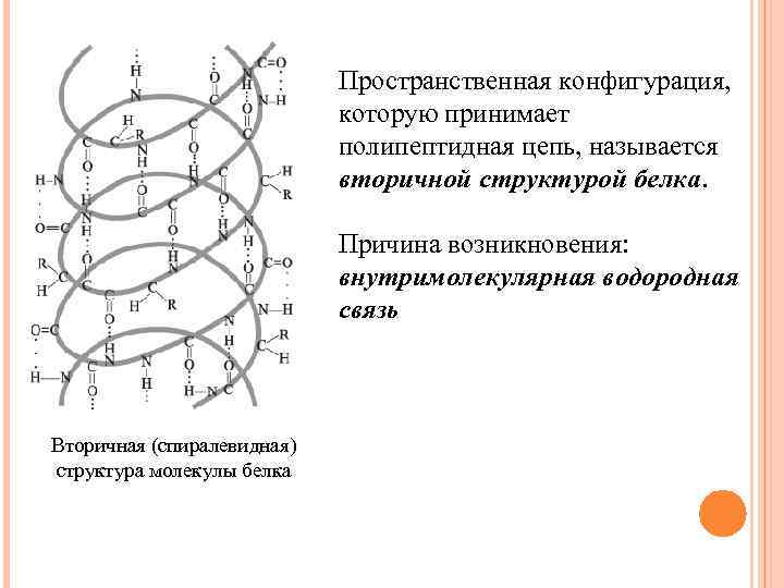 Укажите на рисунке изображение вторичной структуры молекулы белка