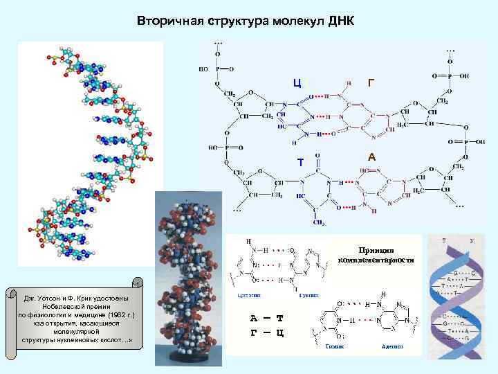 Структуры молекулы днк установили. Опишите вторичную структуру молекулы ДНК. Вторичная структура молекулы ДНК связи. Строение вторичной структуры ДНК. Вторичная структура ДНК водородные связи.