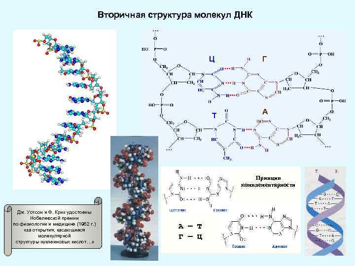 Водородные связи в молекуле днк. Опишите вторичную структуру молекулы ДНК. Принцип комплементарности вторичной структуры ДНК. Вторичная структура ДНК связи. Структура ДНК водородные связи.