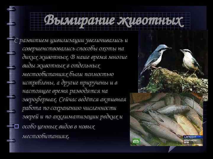 Вымирание животных С развитием цивилизации увеличивались и совершенствовались способы охоты на диких животных. В