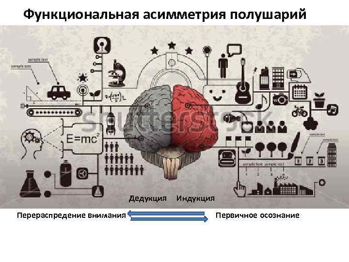 Функциональная асимметрия полушарий Дедукция Индукция Перераспредение внимания Первичное осознание 