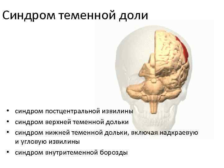 Синдром теменной доли • синдром постцентральной извилины • синдром верхней теменной дольки • синдром