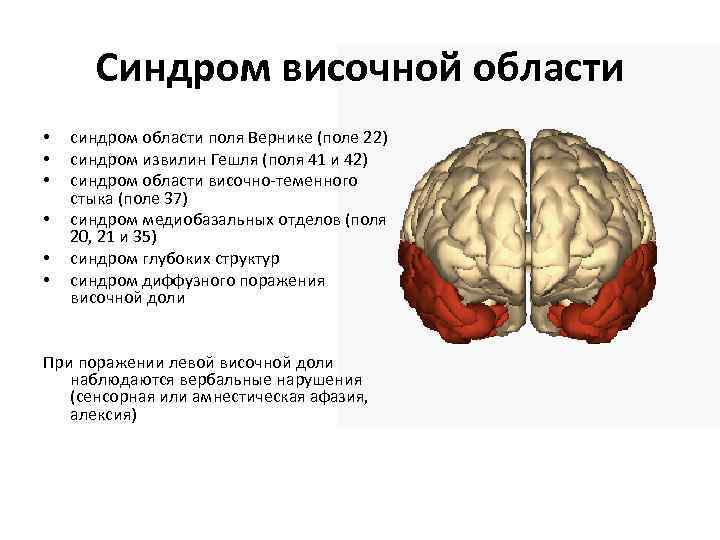 Поражение полушария. Медиобазальные отделы височной доли. Медиобазальные отделы коры лобных долей мозга. Височная доля извилины Гешля. Синдром поражения базальных отделов височной области.