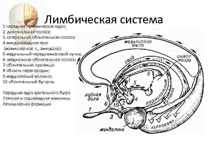 Схема лимбической системы