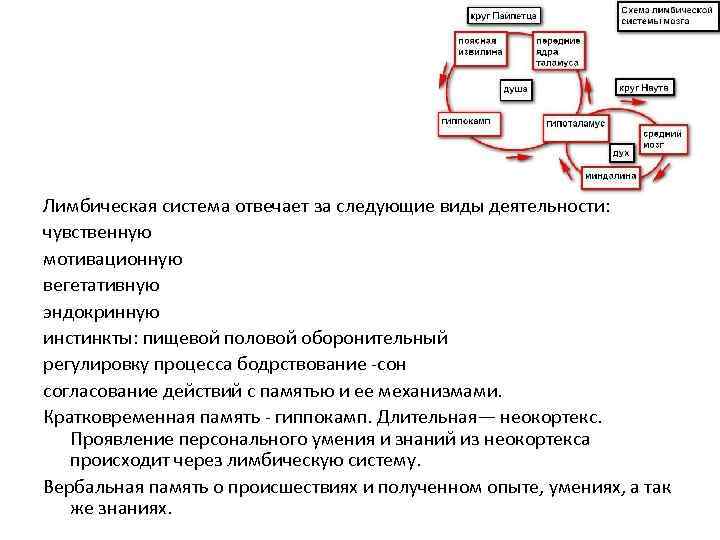 Лимбическая система отвечает за следующие виды деятельности: чувственную мотивационную вегетативную эндокринную инстинкты: пищевой половой