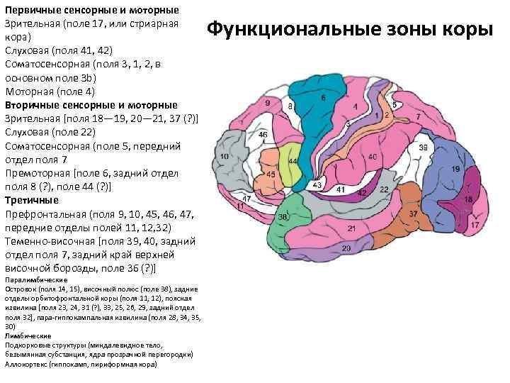 Третичные поля мозга. Корковое ядро зрительного анализатора. Зоны коры головного мозга первичная вторичная третичная. Первичные вторичные и третичные корковые поля. Поля Бродмана первичные вторичные и третичные зоны.