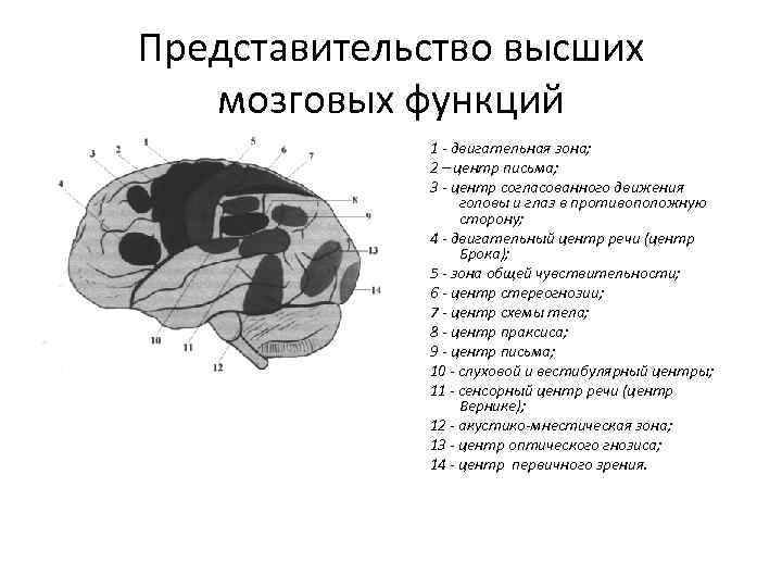 Центры головного мозга