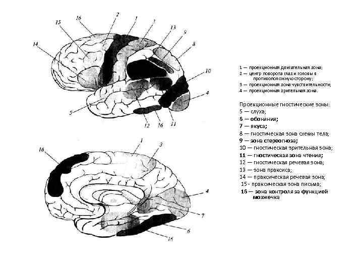1 — проекционная двигательная зона; 2 — центр поворота глаз и головы в противоположную