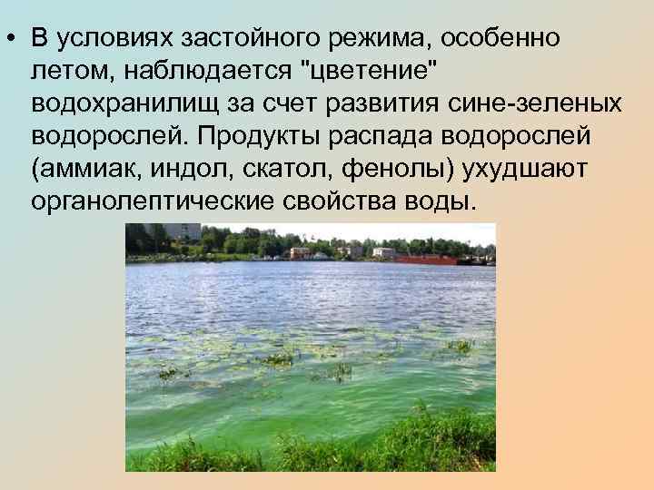  • В условиях застойного режима, особенно летом, наблюдается "цветение" водохранилищ за счет развития