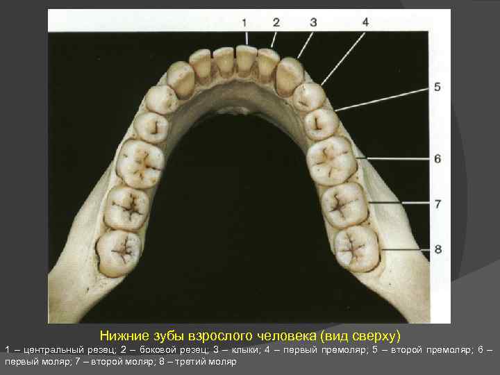 Где находится 8 зуб у человека фото
