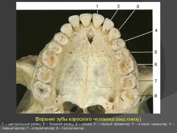 Коренной зуб в челюсти. 4 5 6 Зубы верхней челюсти. 5 Зуб верхней челюсти. Корни резцов верхней челюсти. Верхняя челюсть вид снизу.