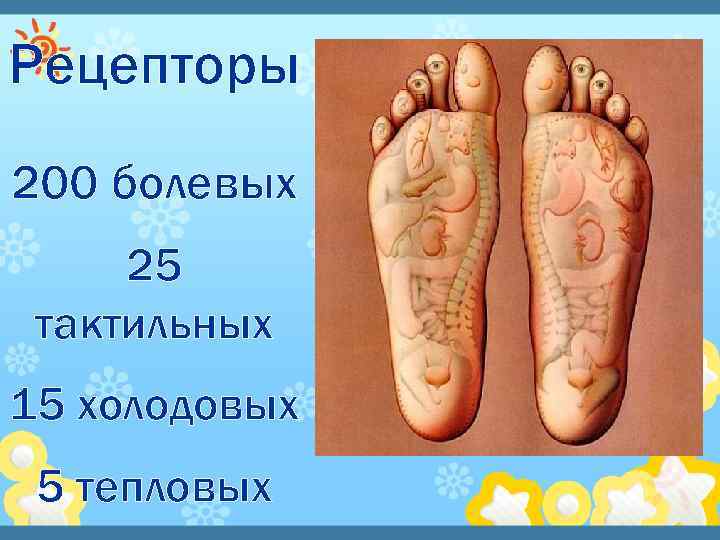 Рецепторы 200 болевых 25 тактильных 15 холодовых 5 тепловых 