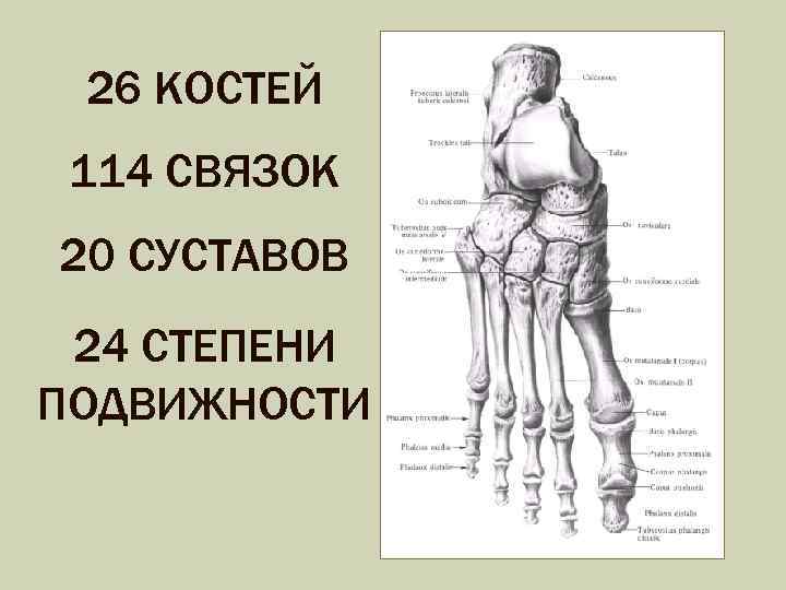 26 КОСТЕЙ 114 СВЯЗОК 20 СУСТАВОВ 24 СТЕПЕНИ ПОДВИЖНОСТИ 