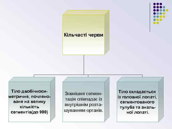 Кільчасті черви Тіло двобічносиметричне, почленоване на велику кількість сегментів(до 900) Зовнішня сегментація співпадає із