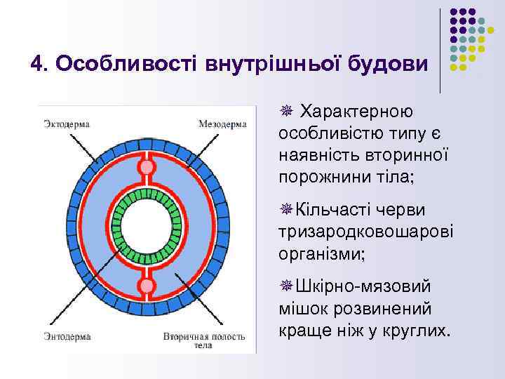 4. Особливості внутрішньої будови ¯ Характерною особливістю типу є наявність вторинної порожнини тіла; ¯Кільчасті