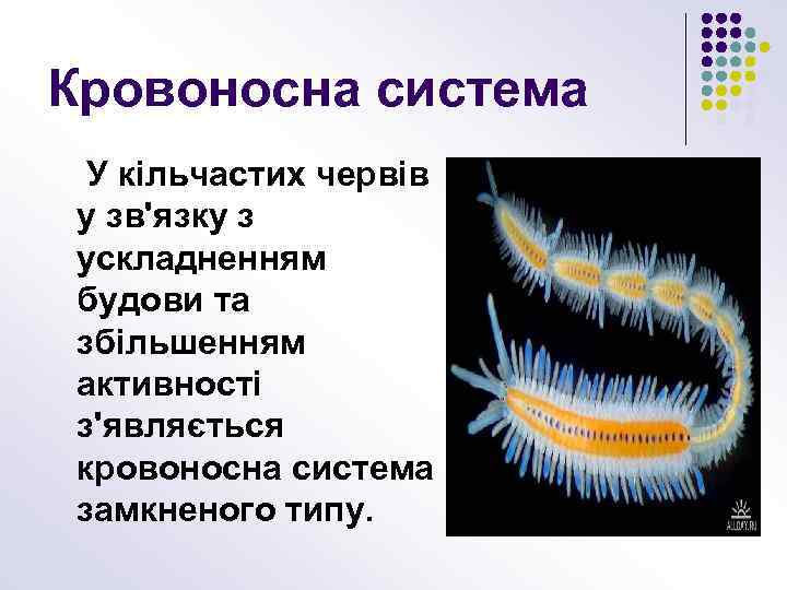 Кровоносна система У кільчастих червів у зв'язку з ускладненням будови та збільшенням активності з'являється