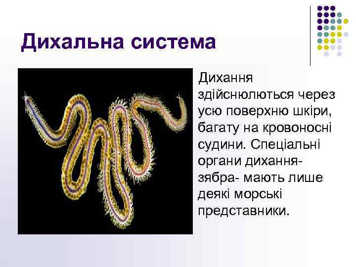 Дихальна система Дихання здійснюлються через усю поверхню шкіри, багату на кровоносні судини. Спеціальні органи
