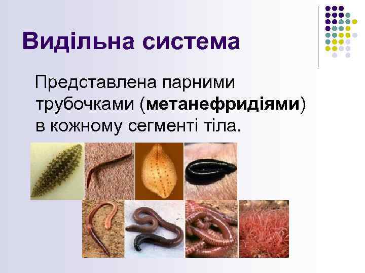 Видільна система Представлена парними трубочками (метанефридіями) в кожному сегменті тіла. 