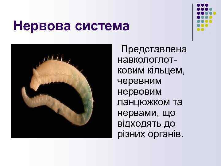 Нервова система Представлена навкологлотковим кільцем, черевним нервовим ланцюжком та нервами, що відходять до різних