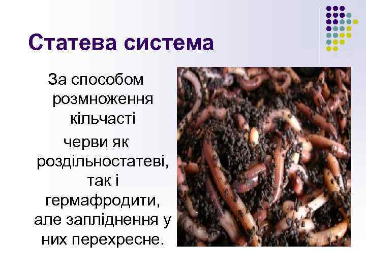 Статева система За способом розмноження кільчасті черви як роздільностатеві, так і гермафродити, але запліднення