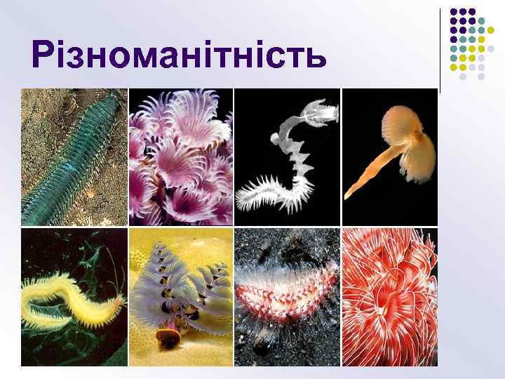 Різноманітність 