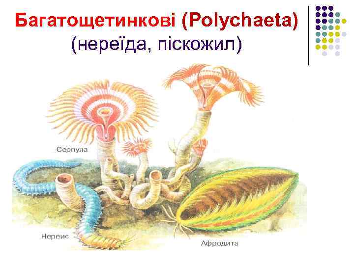 Багатощетинкові (Polychaeta) (нереїда, піскожил) 