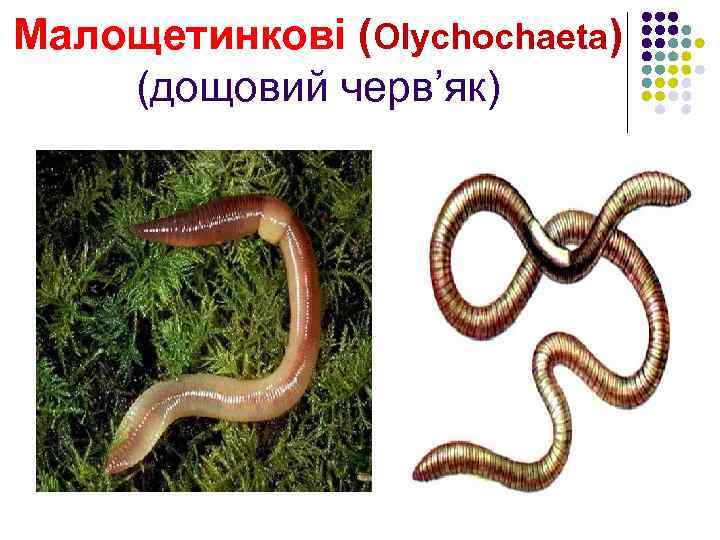 Малощетинкові (Olychochaeta) (дощовий черв’як) 