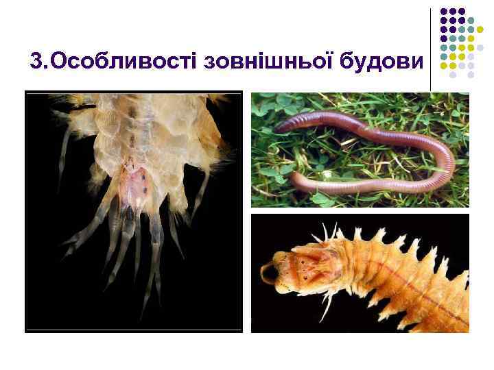 3. Особливості зовнішньої будови 