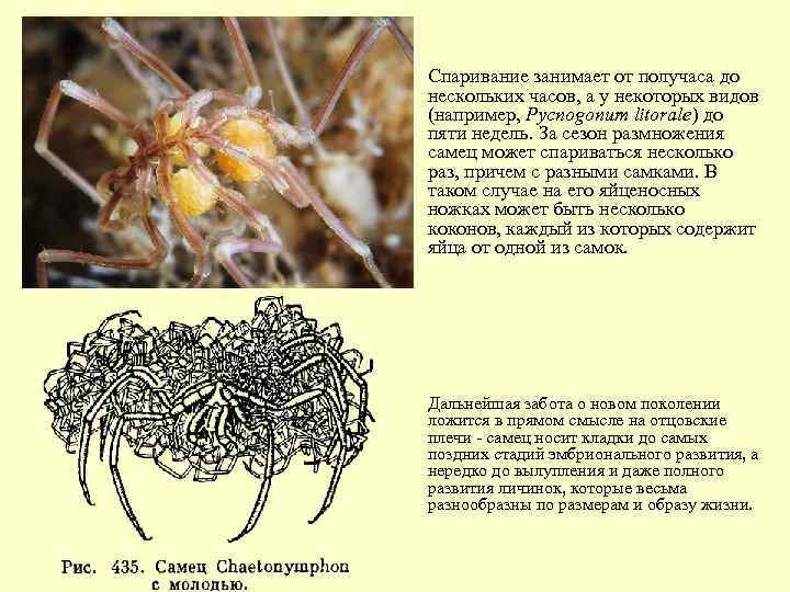 Как спариваются пауки схема