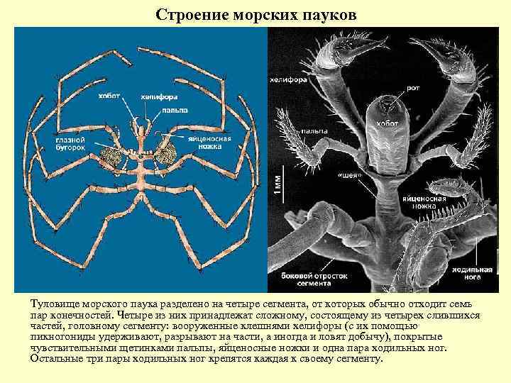 Пауки строение