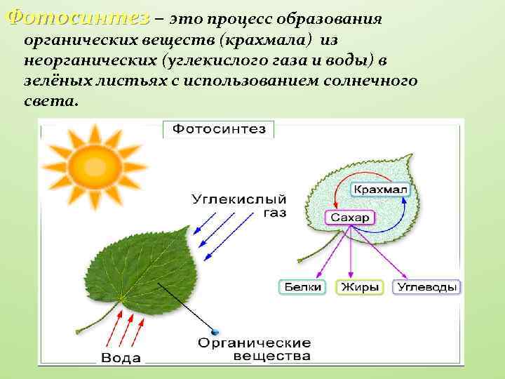 Организмы образующие органические вещества из неорганических