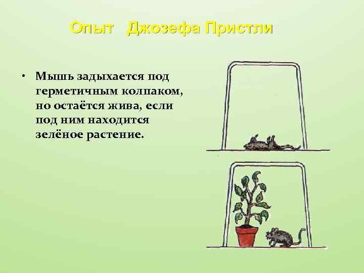 Опыт Джозефа Пристли • Мышь задыхается под герметичным колпаком, но остаётся жива, если под