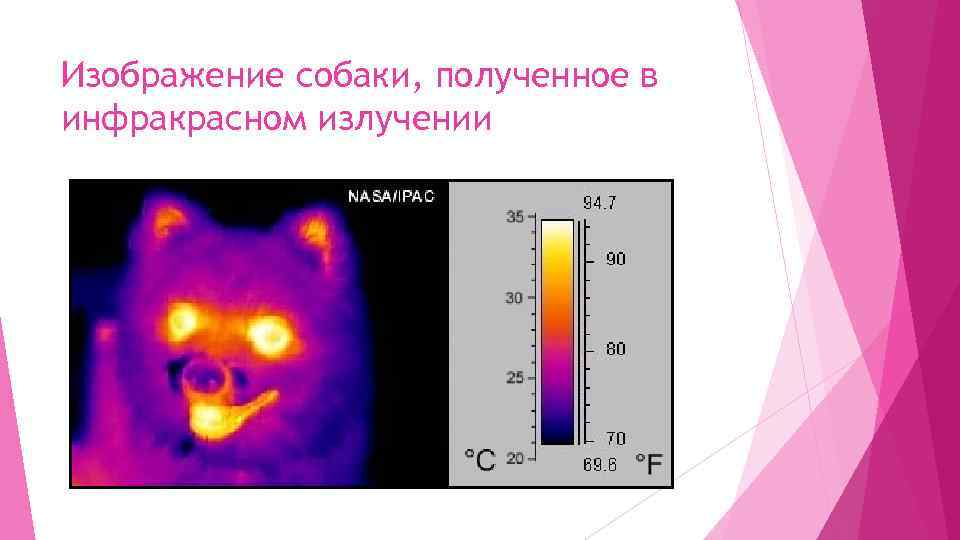 Изображение собаки, полученное в инфракрасном излучении 