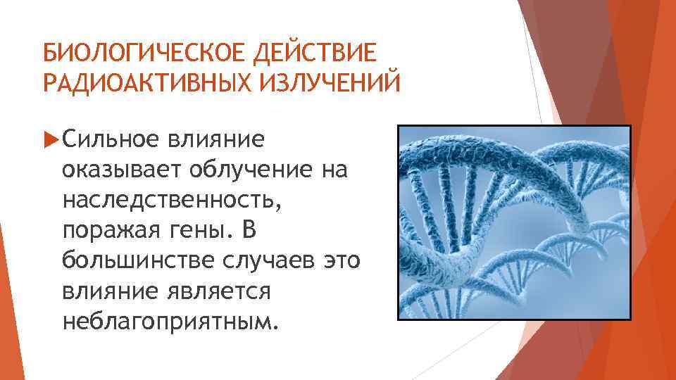 БИОЛОГИЧЕСКОЕ ДЕЙСТВИЕ РАДИОАКТИВНЫХ ИЗЛУЧЕНИЙ Сильное влияние оказывает облучение на наследственность, поражая гены. В большинстве