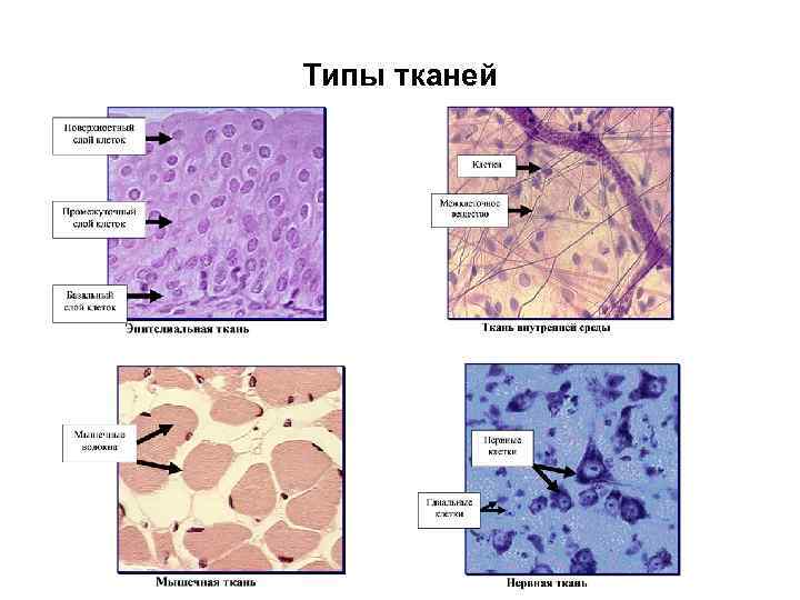 2 типа тканей. Дифферон эпителиальной ткани. Таблица ткани животных жировая ткань мышечная ткань нервная ткань. 4 Типа тканей. Жировая нервная ткань.