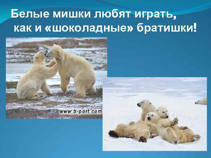 На территории какого государства обитает белый медведь. Где обитают белые медведи на карте. Среда обитания белых медведей на карте. Белый медведь место обитания в России. Белый медведь урок.