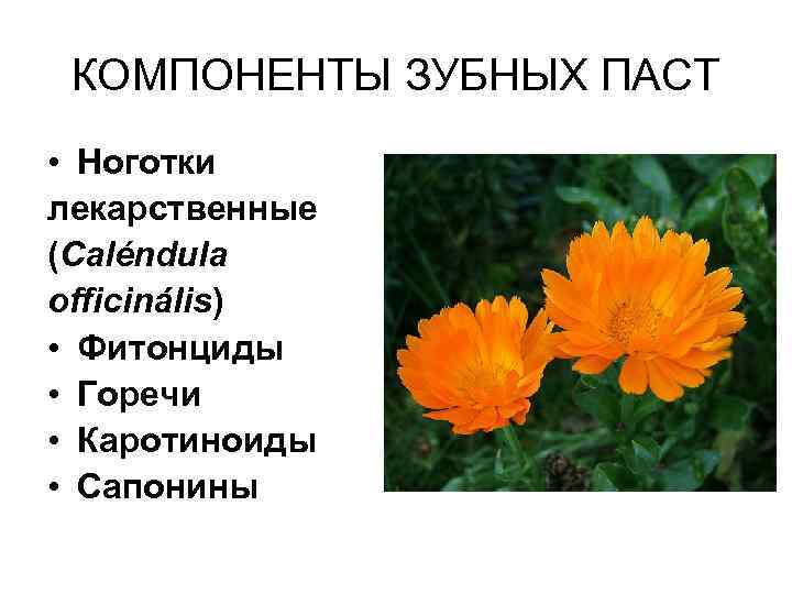 КОМПОНЕНТЫ ЗУБНЫХ ПАСТ • Ноготки лекарственные (Caléndula officinális) • Фитонциды • Горечи • Каротиноиды