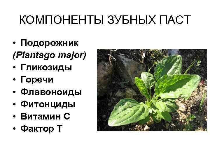 КОМПОНЕНТЫ ЗУБНЫХ ПАСТ • Подорожник (Plantago major) • Гликозиды • Горечи • Флавоноиды •