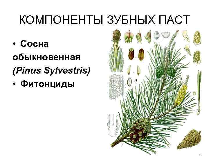 КОМПОНЕНТЫ ЗУБНЫХ ПАСТ • Сосна обыкновенная (Pinus Sylvestris) • Фитонциды 