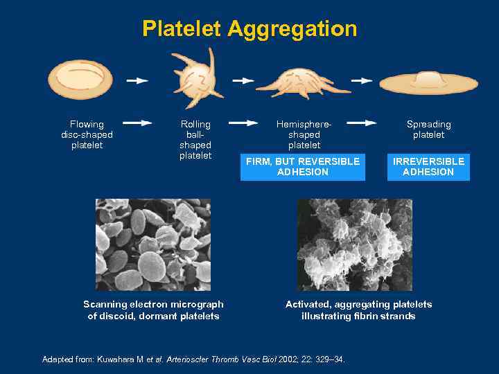 Platelet Aggregation Flowing disc-shaped platelet Rolling ballshaped platelet Scanning electron micrograph of discoid, dormant