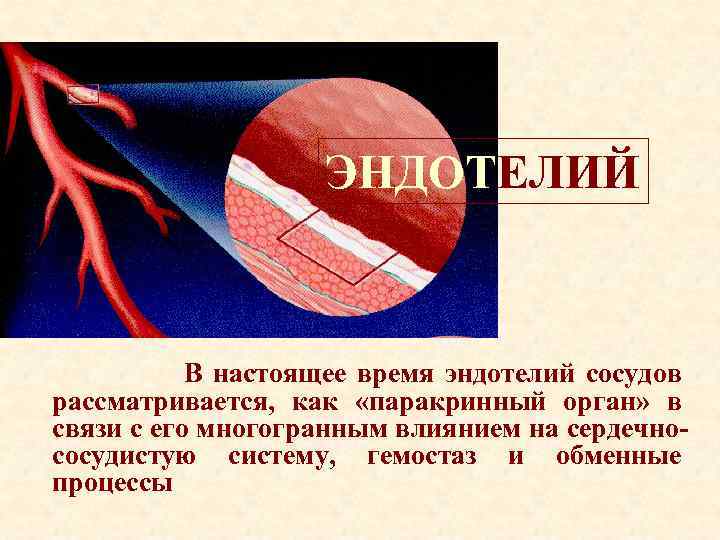 ЭНДОТЕЛИЙ В настоящее время эндотелий сосудов рассматривается, как «паракринный орган» в связи с его