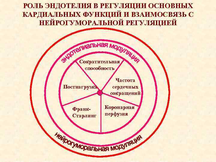 РОЛЬ ЭНДОТЕЛИЯ В РЕГУЛЯЦИИ ОСНОВНЫХ КАРДИАЛЬНЫХ ФУНКЦИЙ И ВЗАИМОСВЯЗЬ С НЕЙРОГУМОРАЛЬНОЙ РЕГУЛЯЦИЕЙ Сократительная способность