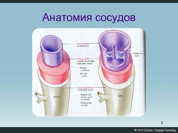 Анатомия сосудов 2 © 2008 Delmar Cengage Learning. 