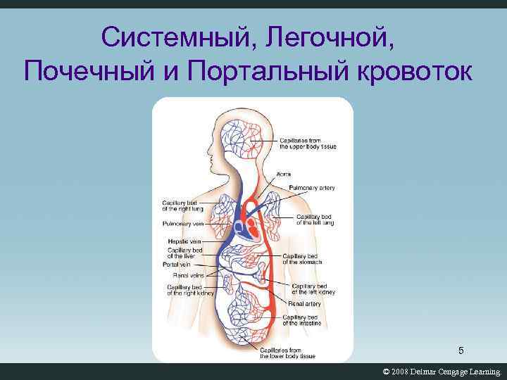 Системный, Легочной, Почечный и Портальный кровоток 5 © 2008 Delmar Cengage Learning. 